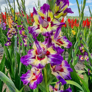 Circus Color Gladiolus