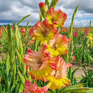 Conca Verde Gladiolus