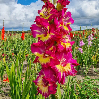 Seashore Gladiolus