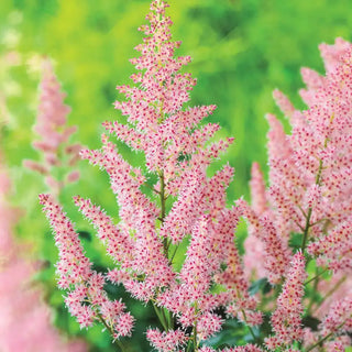 Hip Hop Astilbe