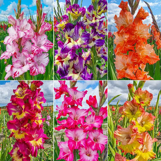 Festival Of Colours Gladiolus Collection