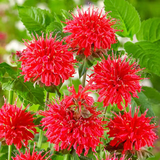 Bee Happy Bee Balm