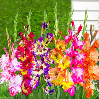 Colour Splash Gladiolus Mixture