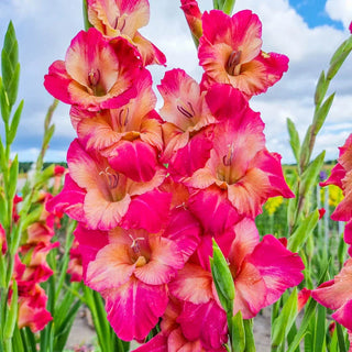 Apricot Bubblegum Gladiolus