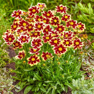 Solar Fancy Coreopsis