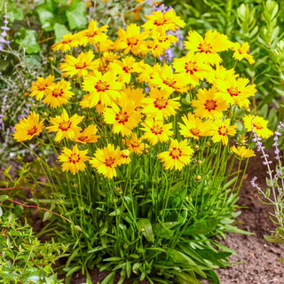 Solar Mellow Coreopsis