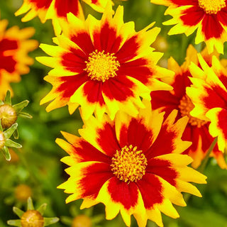 Solar Coreopsis Collection