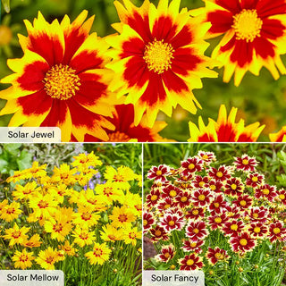 Solar Coreopsis Collection