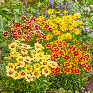 Solar Coreopsis Mixture