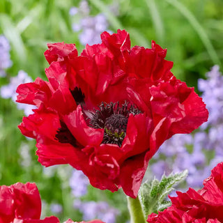 Red Rumble Oriental Poppy