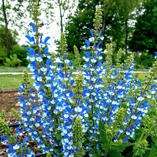 Azure Snow Salvia