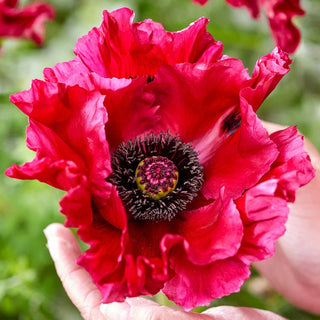 Red Rumble Oriental Poppy