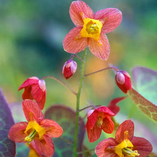 Warleyense Fairy Wings