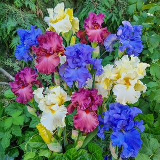 Royal Flush Bearded Iris Mixture