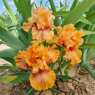 Whiskey Tango Bearded Iris