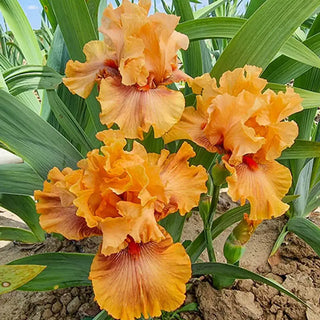 Whiskey Tango Bearded Iris