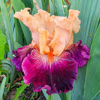 Dark Before Dawn Reblooming Bearded Iris