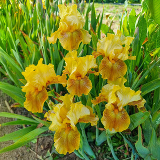 Save The Bees Bearded Iris