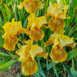 Save the Bees Bearded Iris