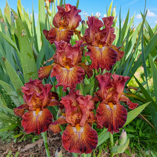 Dash Of Spice Bearded Iris