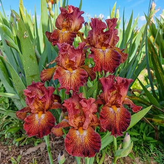 Dash of Spice Bearded Iris