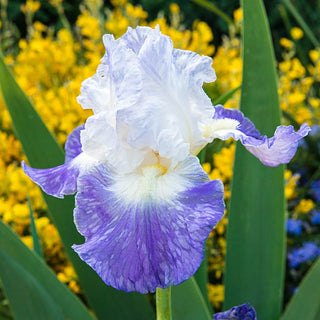 Clarence Reblooming Bearded Iris