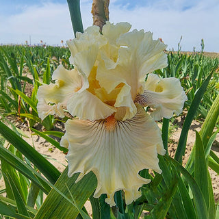 Cotillion Gown Bearded Iris