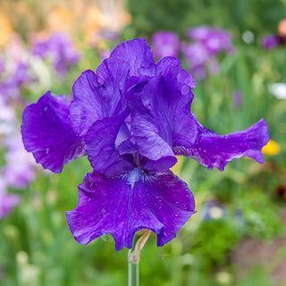 Dashing Reblooming Bearded Iris