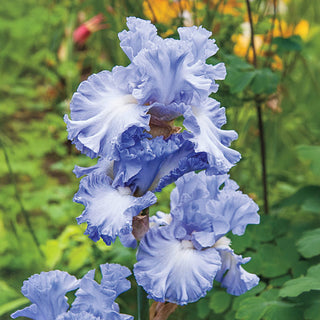 Double Bubble Bearded Iris