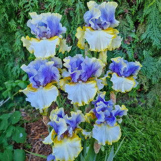 Easter Charm Bearded Iris