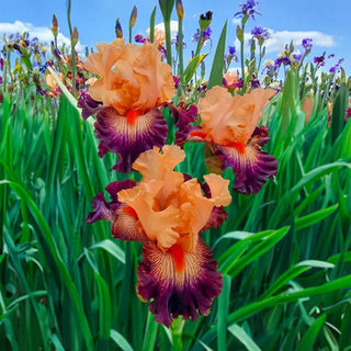 Easy to Love Bearded Iris