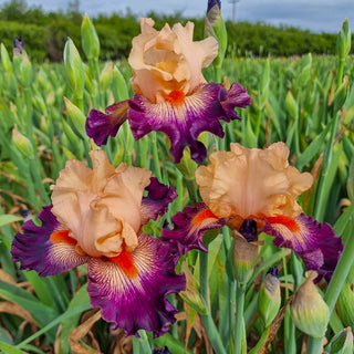 Easy To Love Bearded Iris