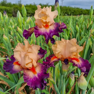 Easy to Love Bearded Iris