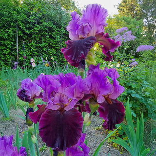 Im Back Reblooming Bearded Iris