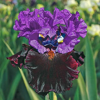 I'm Back Reblooming Bearded Iris