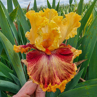 Italian Master Bearded Iris