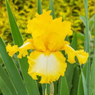 Its Magic Bearded Iris