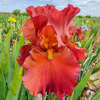 Lest We Forget Reblooming Bearded Iris