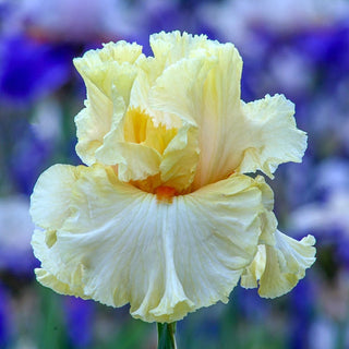 Mimosa Bearded Iris