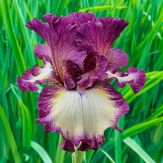 Mulberry Swirl Bearded Iris