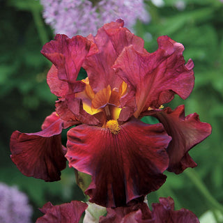 Rarest Red Bearded Iris