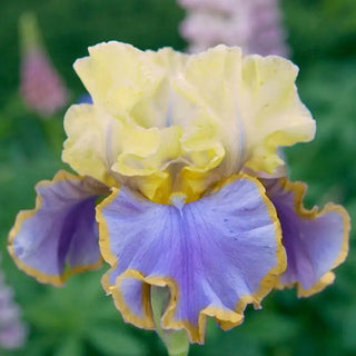 Repertoire Bearded Iris