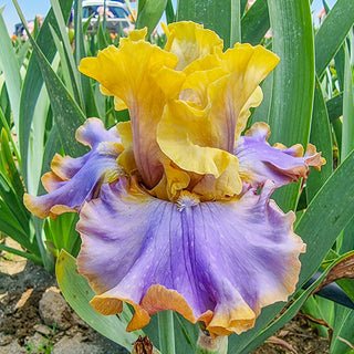 Repertoire Bearded Iris