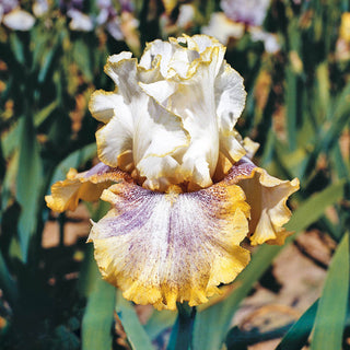 Ring Around Rosie Bearded Iris