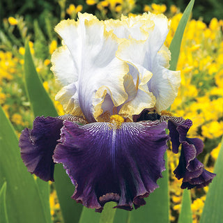 Slovak Prince Bearded Iris