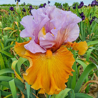 Valley Of Dreams Bearded Iris