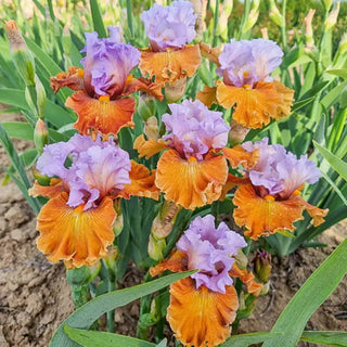 Valley of Dreams Bearded Iris