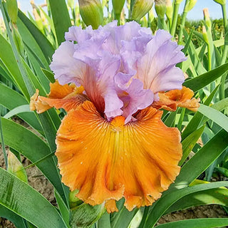 Valley of Dreams Bearded Iris