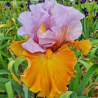 Valley of Dreams Bearded Iris