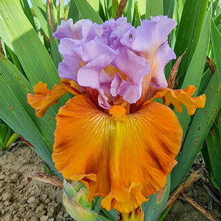 Valley of Dreams Bearded Iris